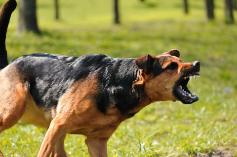 Aggressive dogs don't grow OUT of aggressive behaviour, they grow INTO it.