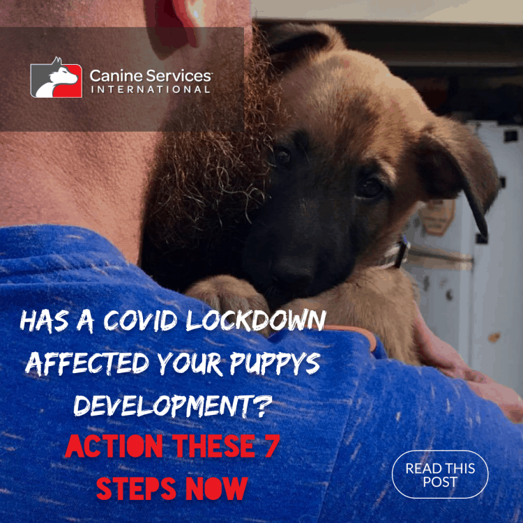 Puppies And COVID-19 Lockdown - 7 Steps To Action Now